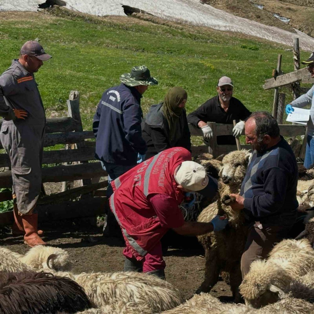 Aydıntepe’de Küçükbaş Hayvanlarda Aşılama Ve Küpeleme Çalışmaları Sürüyor