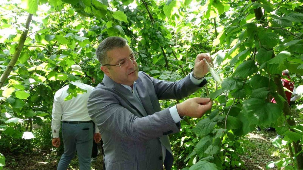 Kahverengi Kokarcanın Sonunu Samuray Arıları Getirecek