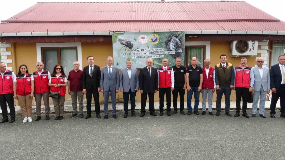 Kahverengi Kokarcanın Sonunu Samuray Arıları Getirecek
