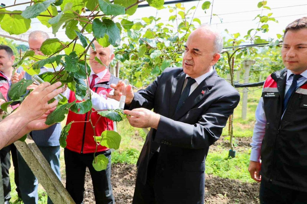 Kahverengi Kokarcanın Sonunu Samuray Arıları Getirecek