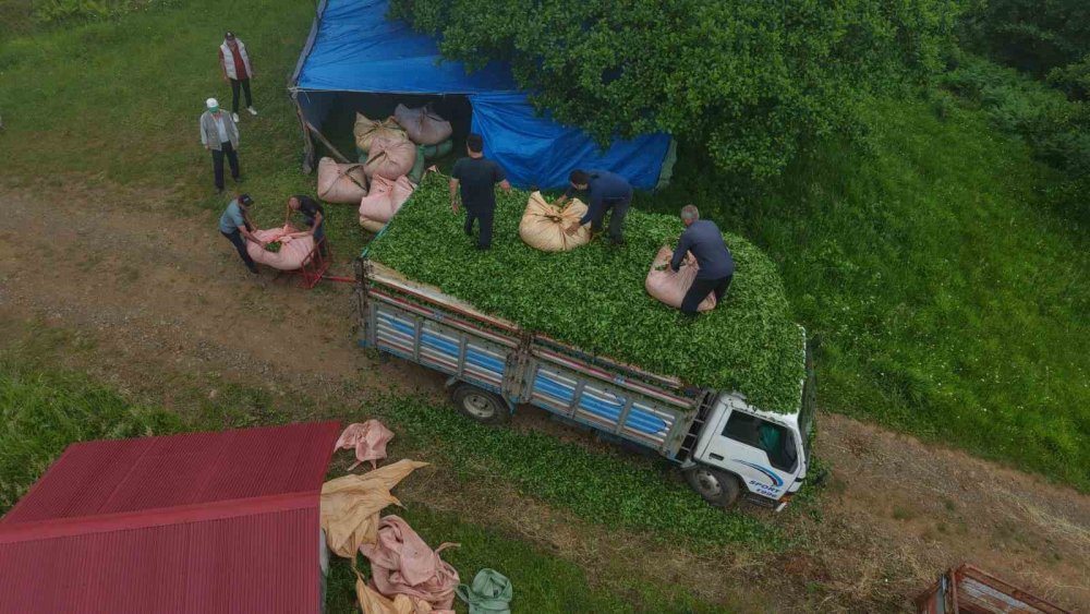 Vakfıkebir’de Muhtardan Üreticilerin Yükünü Hafifleten Buluş