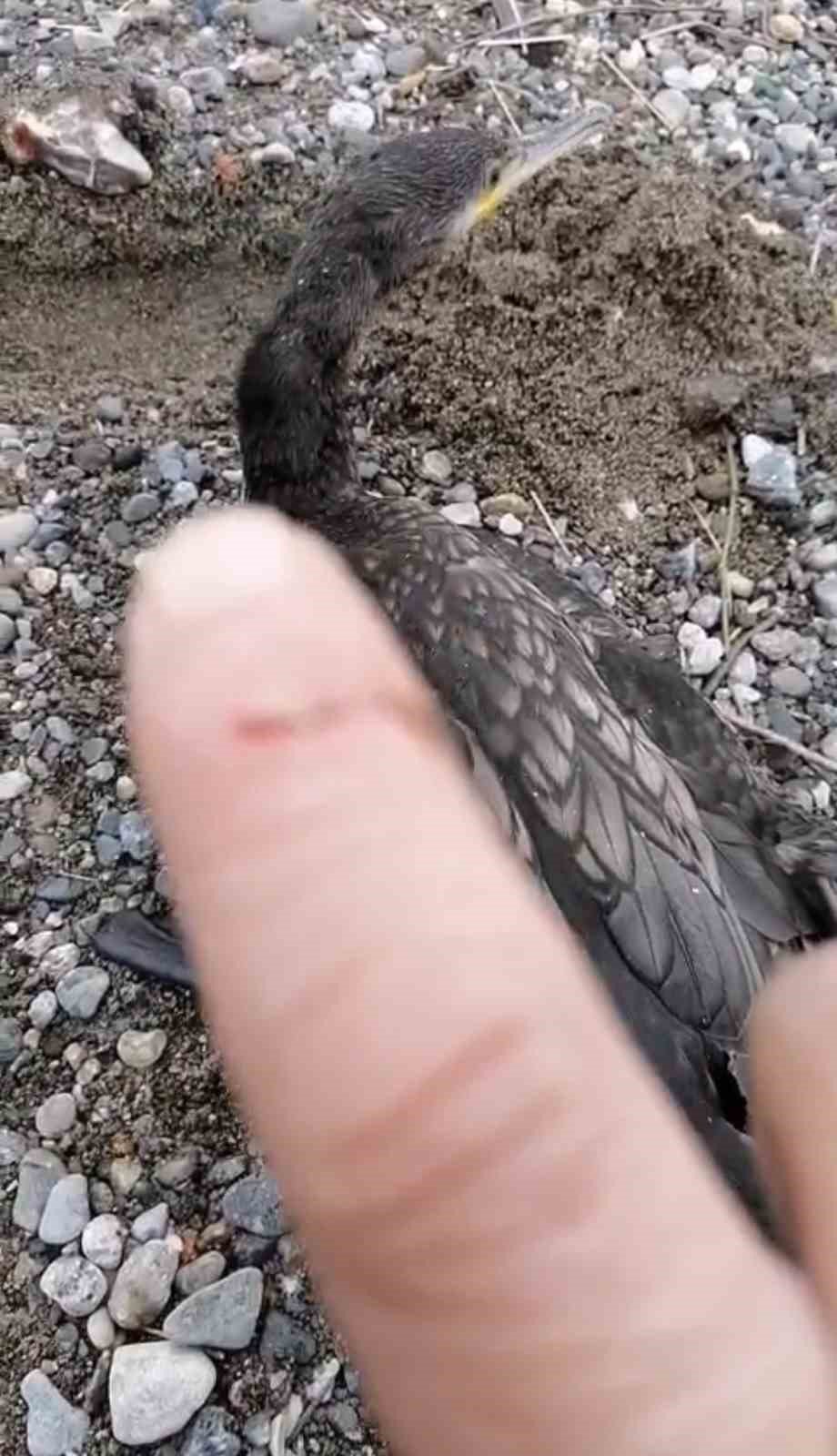 Trabzon’da Karabatak Kurtarma Operasyonu Gülümsetti