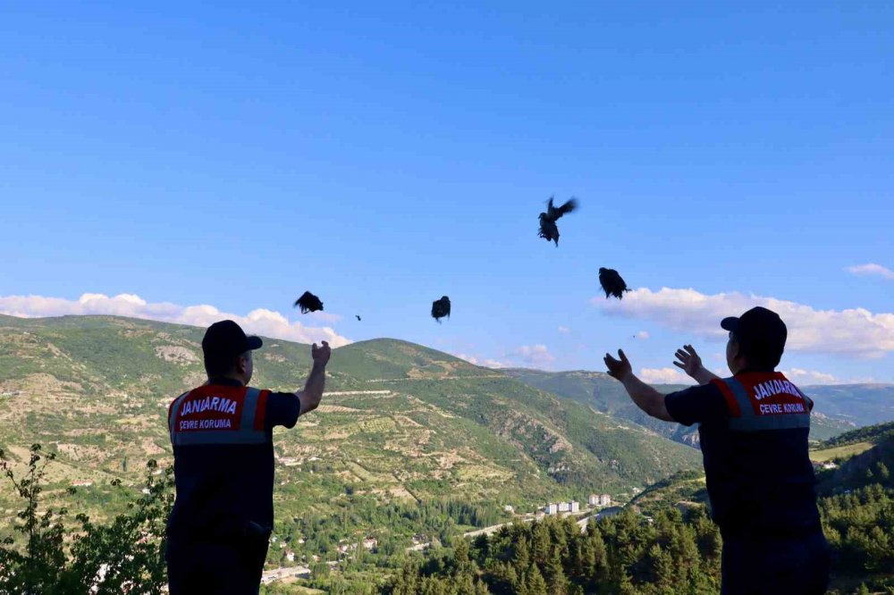 Tokat’ta 100 Keklik Doğaya Bırakıldı