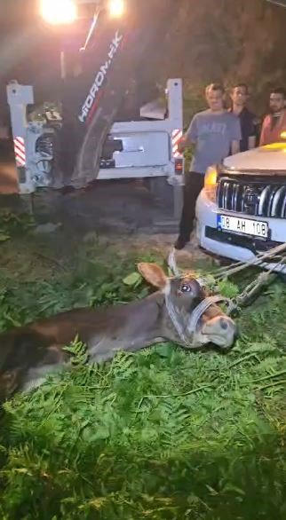Arhavi’de Uçuruma Yuvarlanan İnek 2 Saatlik Çalışmayla Kurtarıldı