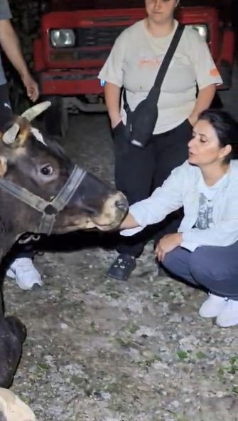 Arhavi’de Uçuruma Yuvarlanan İnek 2 Saatlik Çalışmayla Kurtarıldı