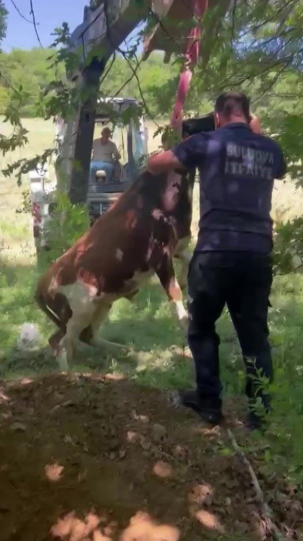 Definecilerin Kazdığı Çukura Düşen Boğa Kurtarıldı