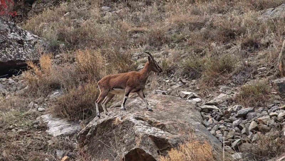 Erzurum’da 7 Dağ Keçisinin Avlanması İçin İhale Açıldı: 2,1 Milyon Lira Fiyat Belirlendi