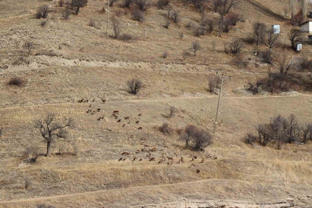 Erzurum’da 7 Dağ Keçisinin Avlanması İçin İhale Açıldı: 2,1 Milyon Lira Fiyat Belirlendi