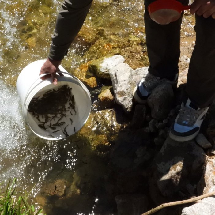 alabalik-12.jpg