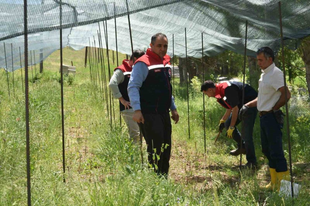 Bayburt’ta Salep Hasadı Başladı