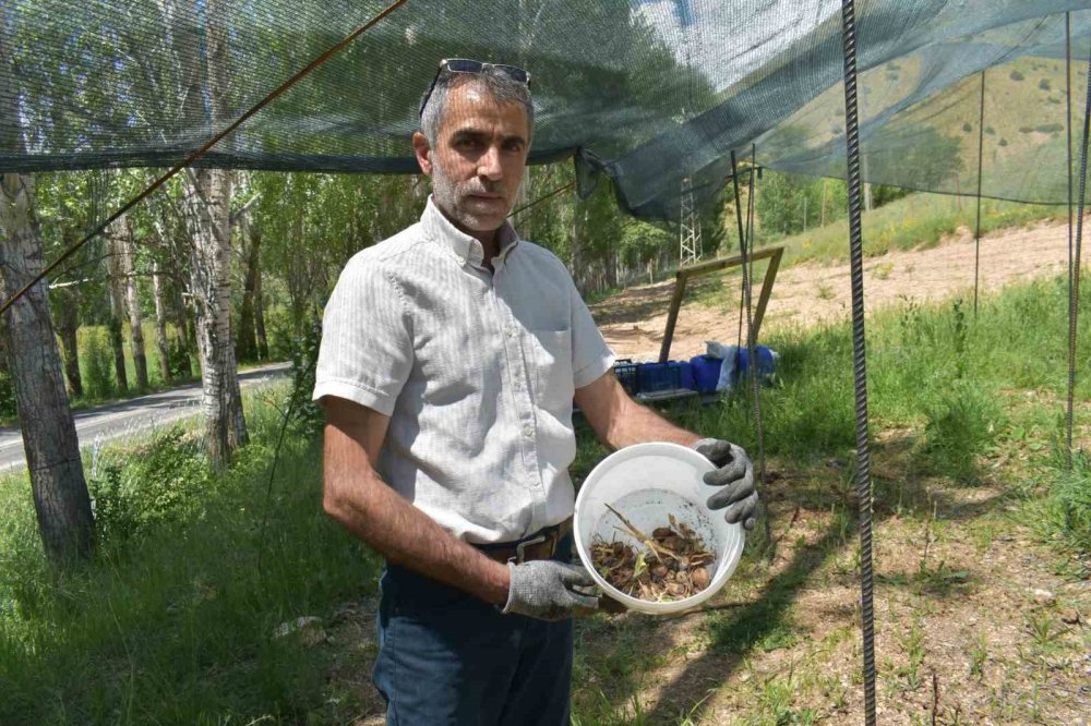 Bayburt’ta Salep Hasadı Başladı