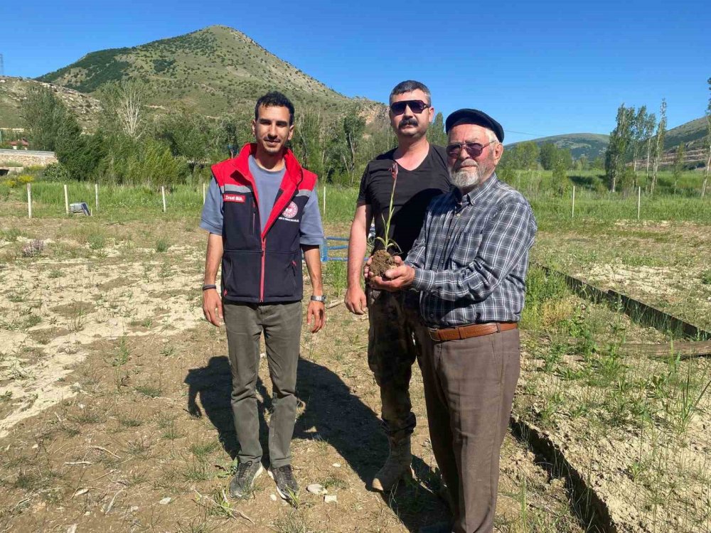 Bayburt’ta Salep Hasadı Başladı