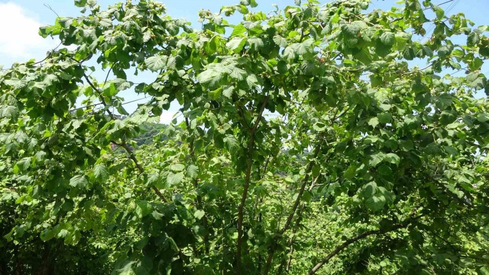 Fındıkta yüksek rekolte beklentisi: Temmuz ayı kritik