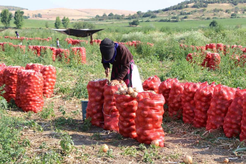 Amasya’da Soğan Bir Bardak Çaydan Bile Ucuz