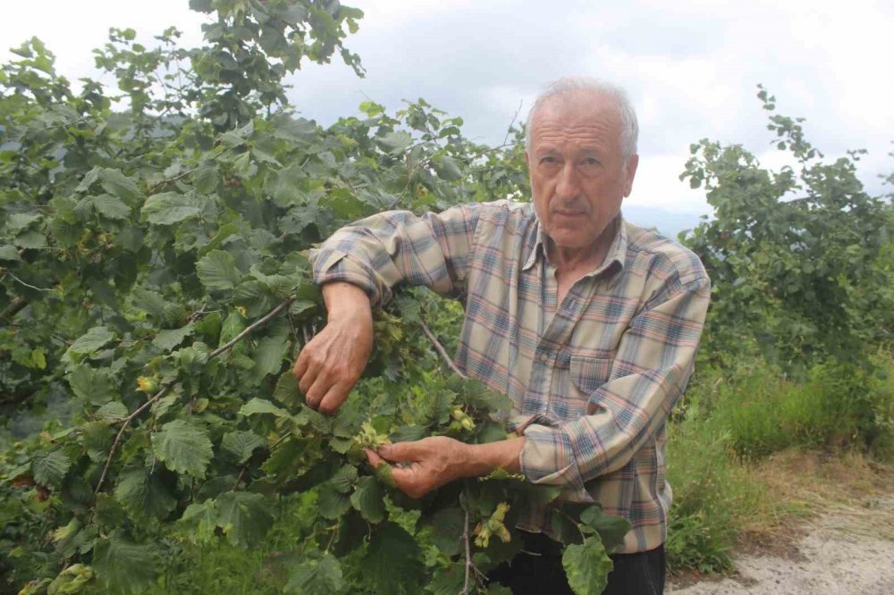 Fındıkta Daldaki Bolluk Yanıltabilir: Çürük, Küf Ve Kokarca Rekolteyi Tehdit Ediyor