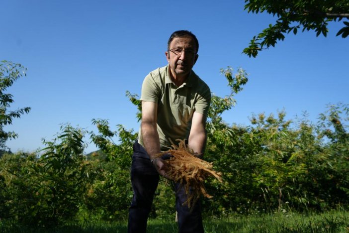 samsun-cay.jpg