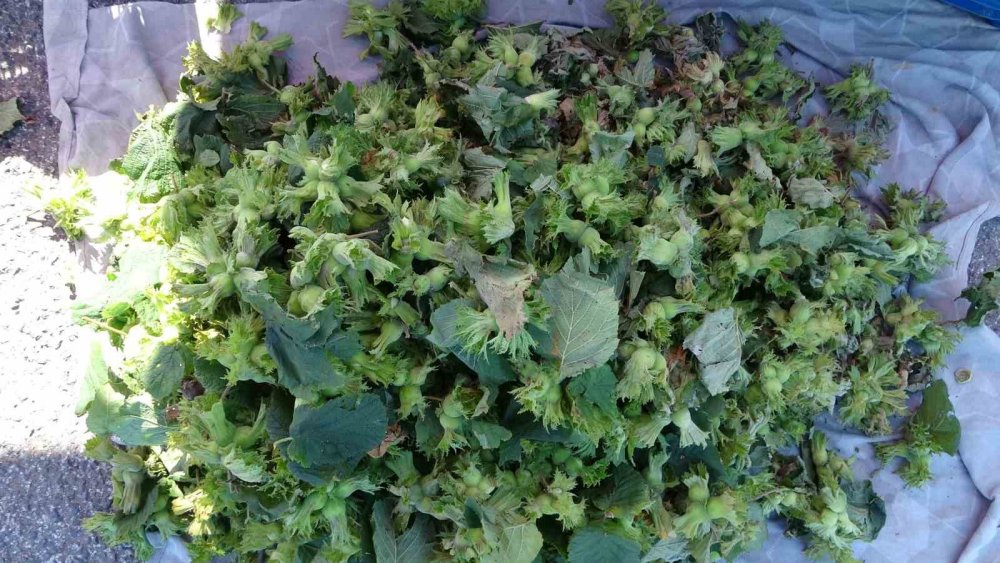 Ordu’da Taze Fındık Tezgahlarda: Kilosu 200 Lira