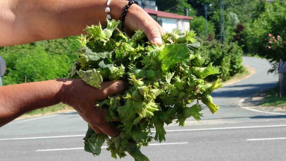 Ordu’da Taze Fındık Tezgahlarda: Kilosu 200 Lira