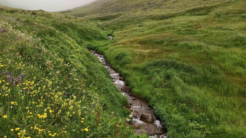Ordu’nun Yaylalarında Yaz Güzelliği