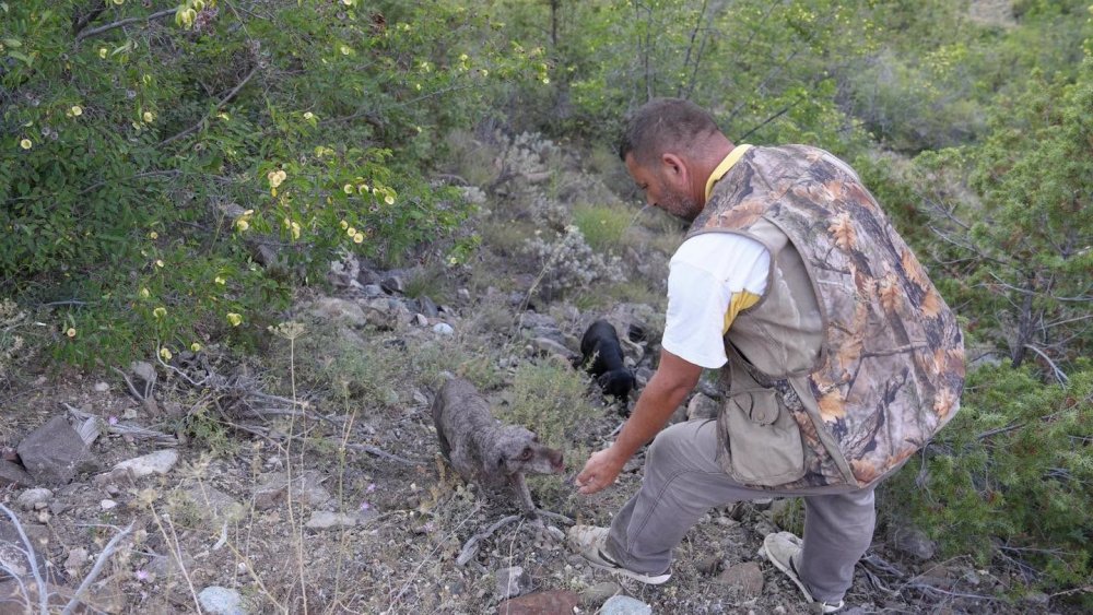 Trüf Mantarının İzini Eğitimli Köpekler Sürdü