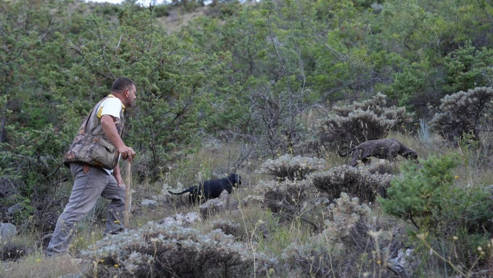 Trüf Mantarının İzini Eğitimli Köpekler Sürdü