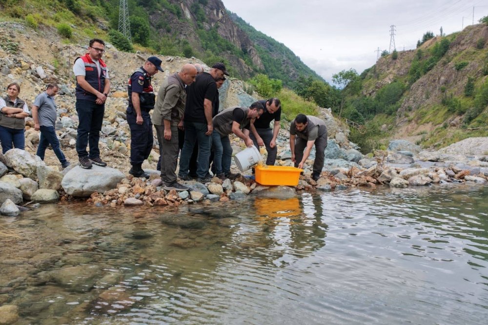 Artvin’de 30 Bin Kırmızı Benekli Alabalık Yavrusu Derelerle Buluştu