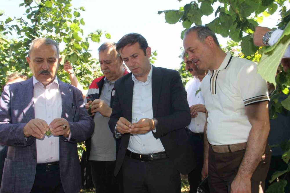 10 Yıllık Araştırmanın Sonuçları Açıklandı: Fındıkta Doğru Çeşit Ve Rakım Belirlendi