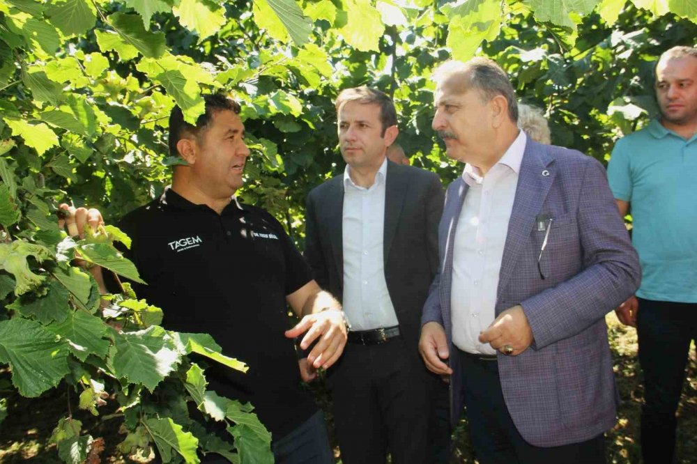 10 Yıllık Araştırmanın Sonuçları Açıklandı: Fındıkta Doğru Çeşit Ve Rakım Belirlendi