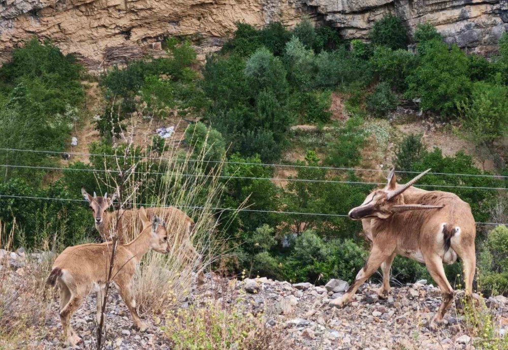 Yerinde Duramayan Yavru Yaban Keçilerinin Kayalar Üzerindeki Oyunu Kamerada