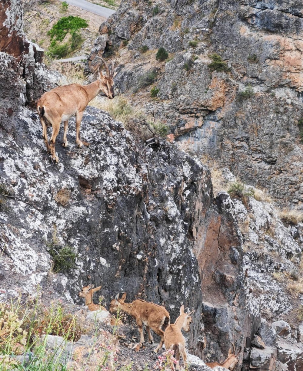 Yerinde Duramayan Yavru Yaban Keçilerinin Kayalar Üzerindeki Oyunu Kamerada