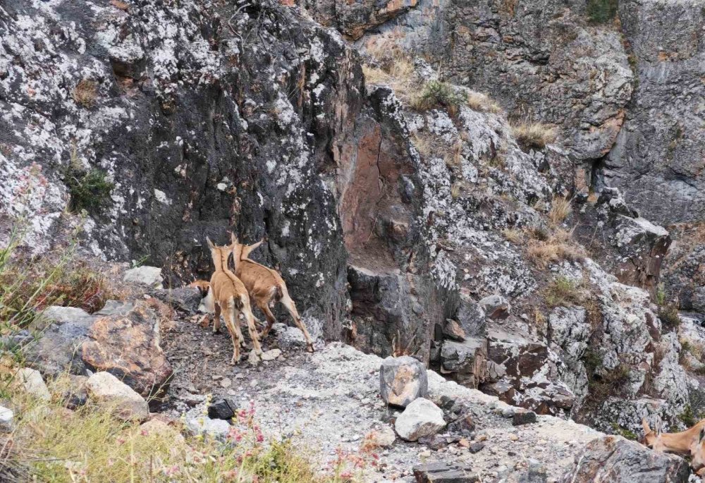 Yerinde Duramayan Yavru Yaban Keçilerinin Kayalar Üzerindeki Oyunu Kamerada