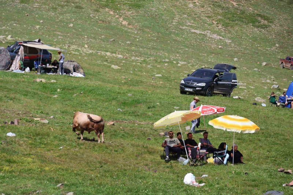 3 Bin Rakımdaki Salikvan Yaylası’nda Boğa Güreşleri Nefes Kesti