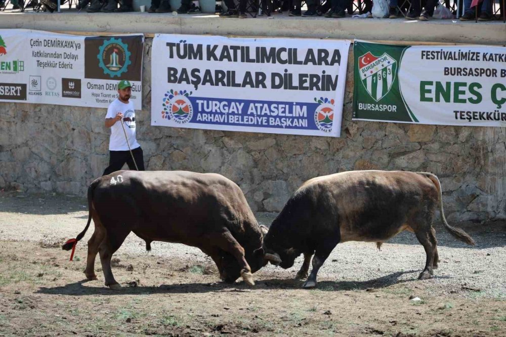 3 Bin Rakımdaki Salikvan Yaylası’nda Boğa Güreşleri Nefes Kesti