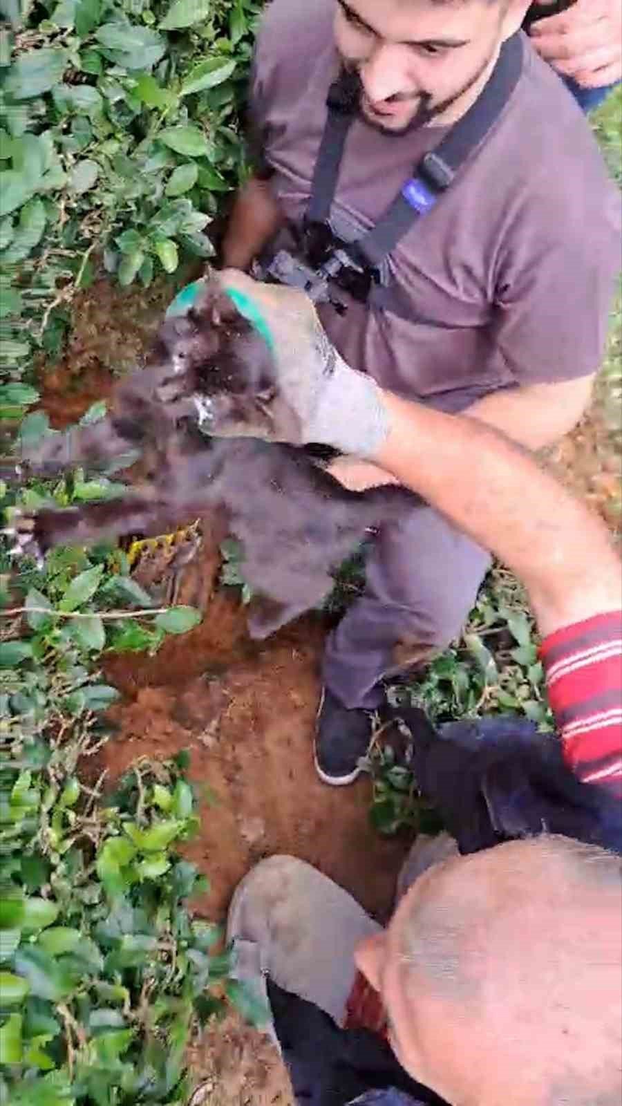 Boruda 4 gün mahsur kalan kediyi çay üreticileri kurtardı