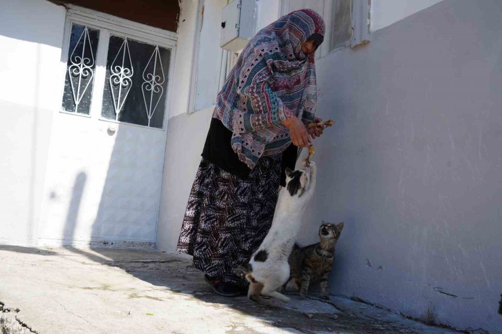 Bayburt’ta Senelerdir Sahipsiz Hayvanları Besleyen Kadın, 10 Yıldır Baktığı Sokak Kedisini Kaybetti: "iki Gün Ağladım"