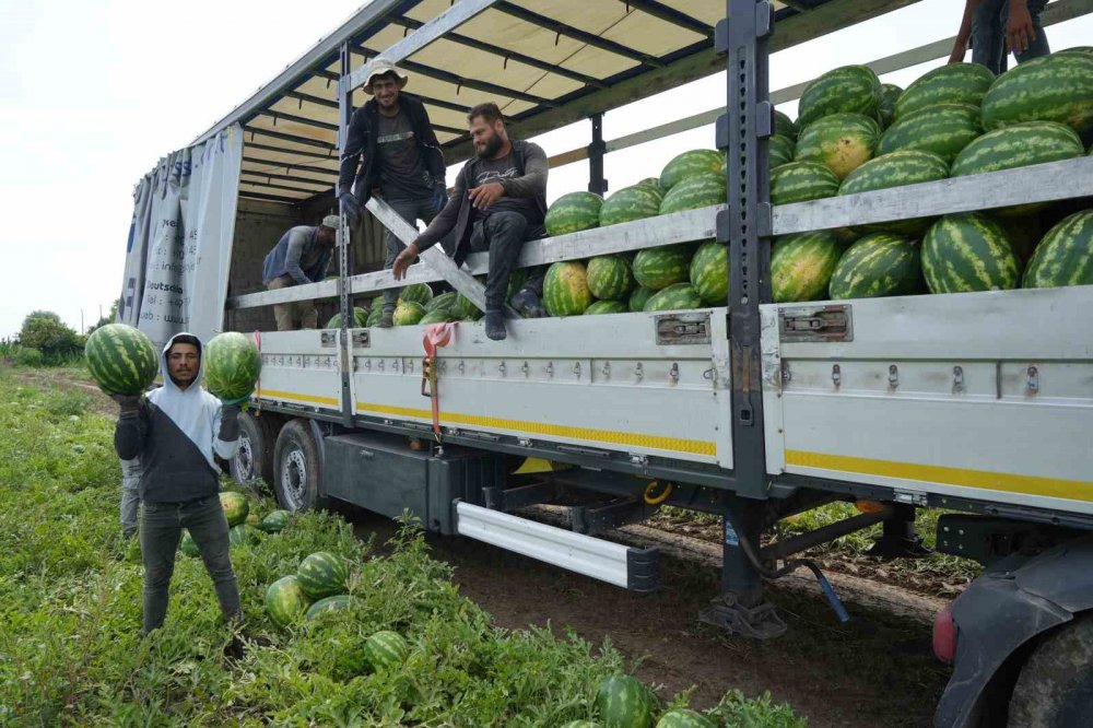 Bafra Ovası’nda Kavun-karpuz Bereketi: Baldan Tatlı Hasat