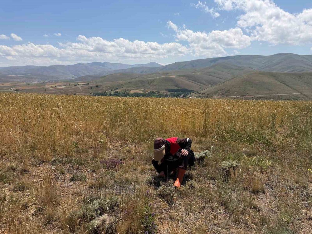 Bayburt’ta Ekili Alanlarda Zararlı Takibi Devam Ediyor