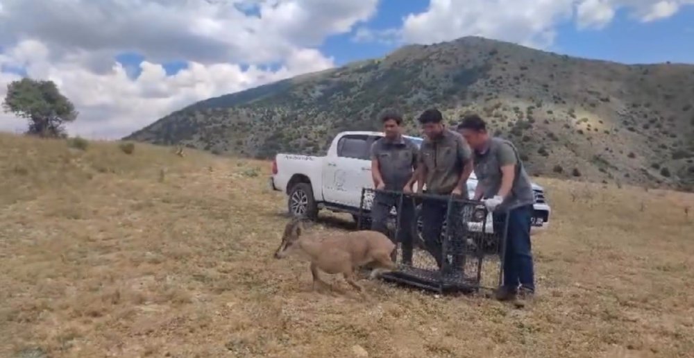 Bayburt’ta Tedavisi Tamamlanan Yaban Keçisi Yeniden Doğaya Bırakıldı