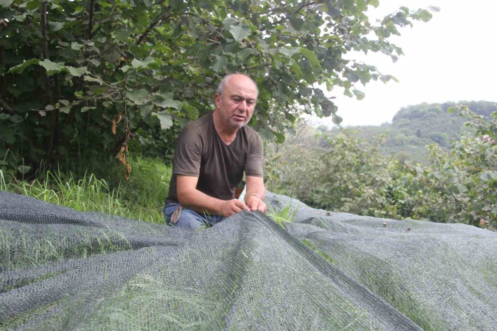 Devlet Desteği İle File Sistemine Geçtiler, Fındıkta İşçilik Maliyetini Yüzde 80 Azalttılar