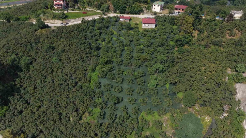 Devlet Desteği İle File Sistemine Geçtiler, Fındıkta İşçilik Maliyetini Yüzde 80 Azalttılar