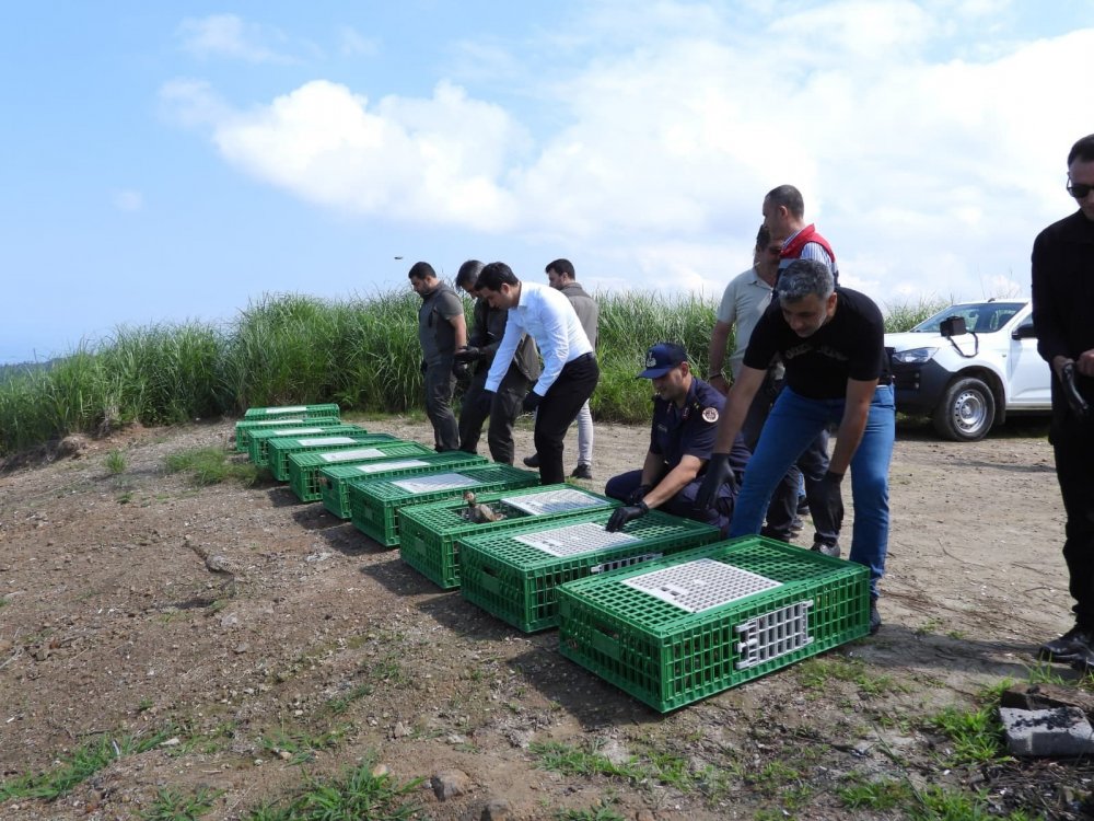 Gümüşhane’de Yetiştirilen 400 Sülün Artvin’in Arhavi İlçesinde Doğaya Salındı