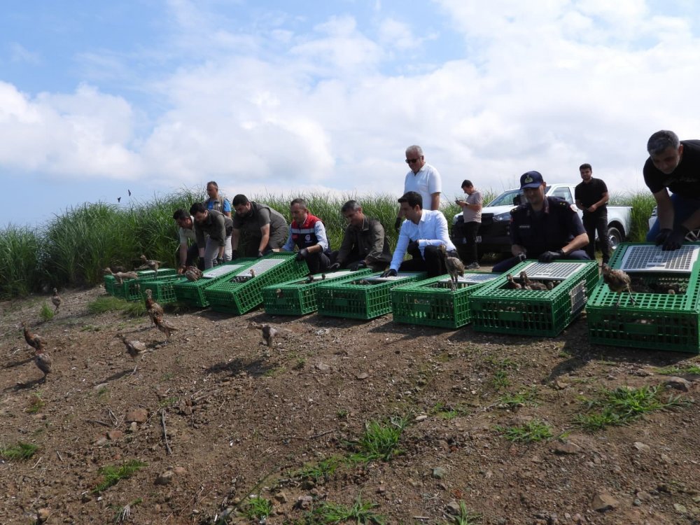 Gümüşhane’de Yetiştirilen 400 Sülün Artvin’in Arhavi İlçesinde Doğaya Salındı