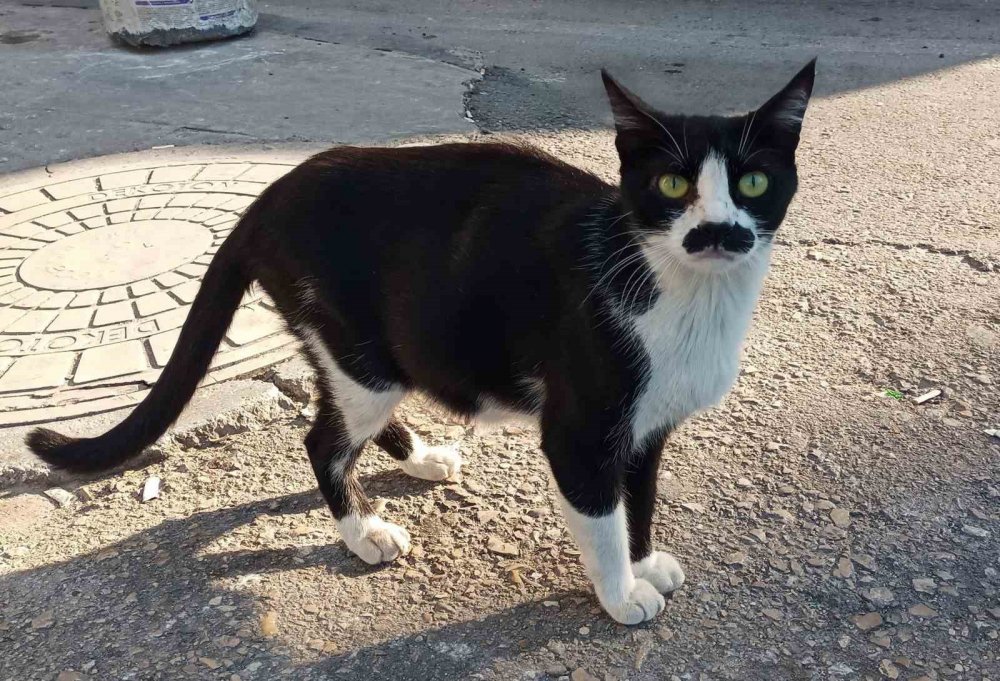 Samsun'un "Pala Bıyıklı" Sokak Kedisi Görenleri Şaşırtıyor