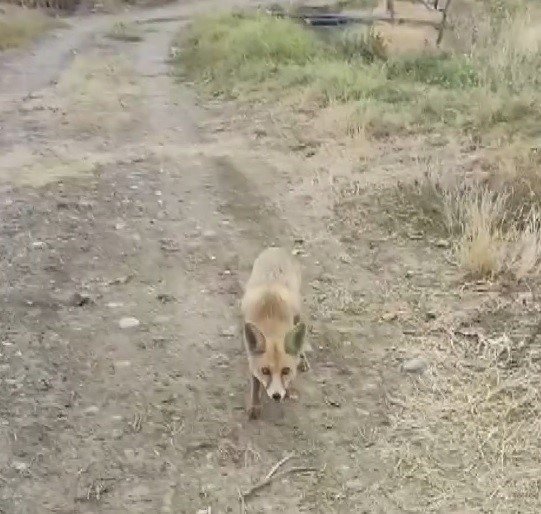 Yolda Karşısına Çıkan Tilkiyi Çerezle Besledi