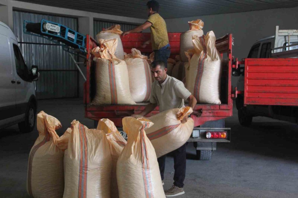Tmo, Ordu’da Fındık Alımına Başladı
