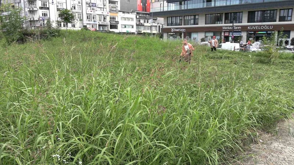 Rize’de belediyeden önce davranıyor: Hayvanları için kent merkezinde ot biçiyor