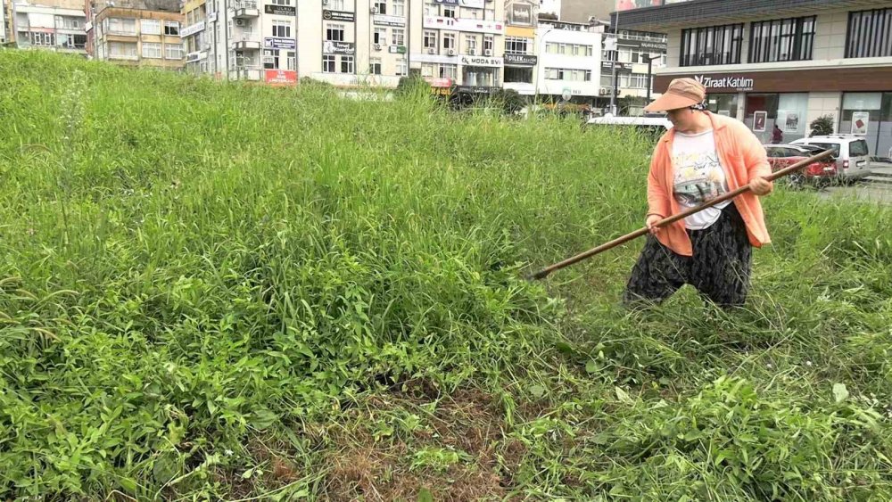Rize’de belediyeden önce davranıyor: Hayvanları için kent merkezinde ot biçiyor