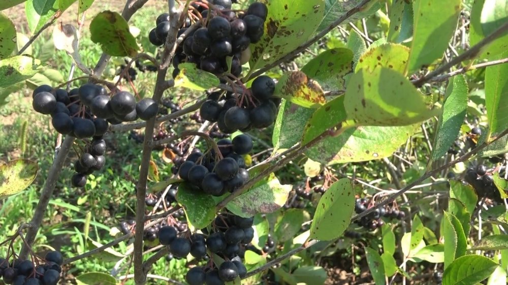 Bafra Ovası’nda Aronya Hasadı Başladı