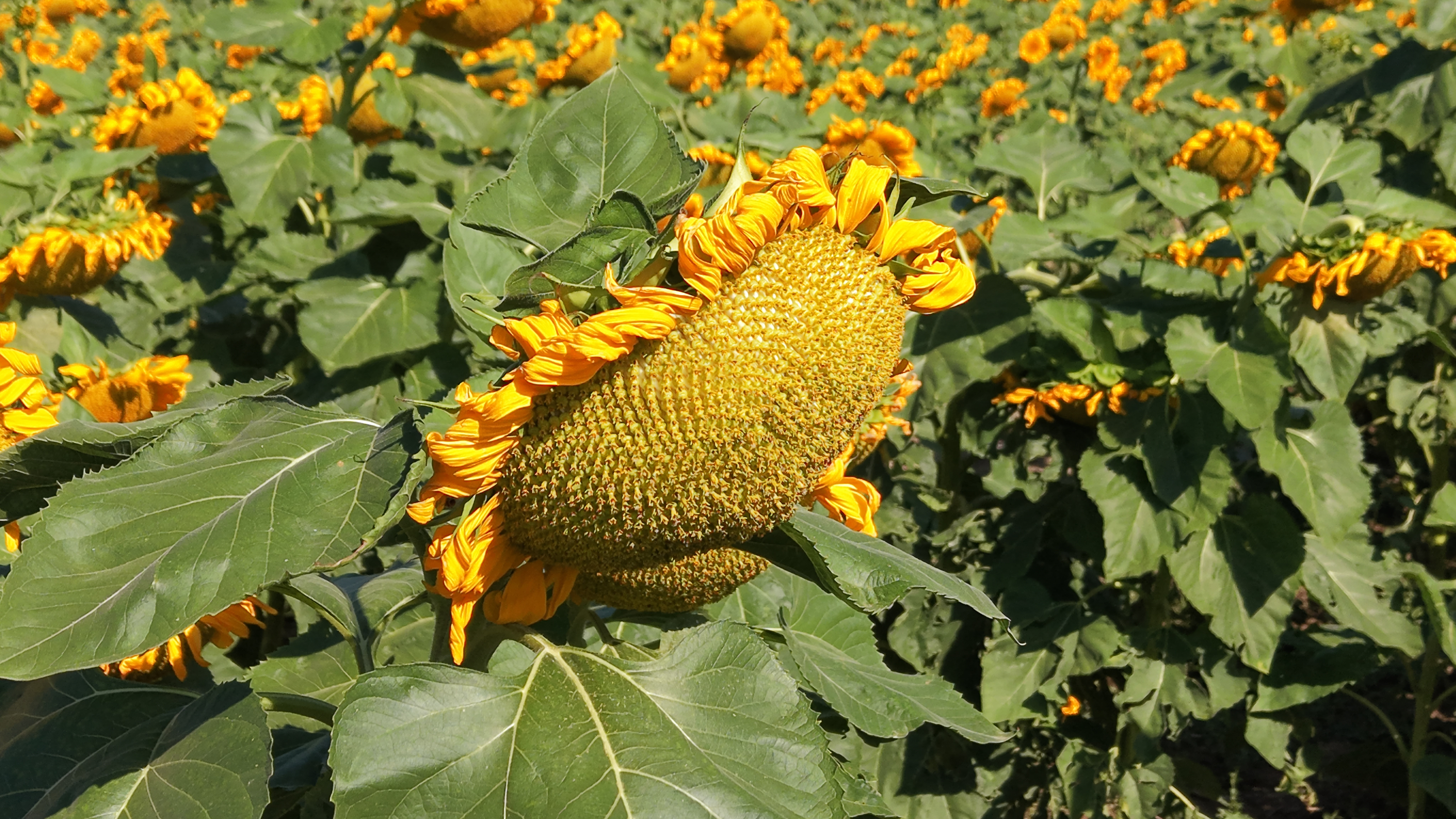 aw779530-05.jpg