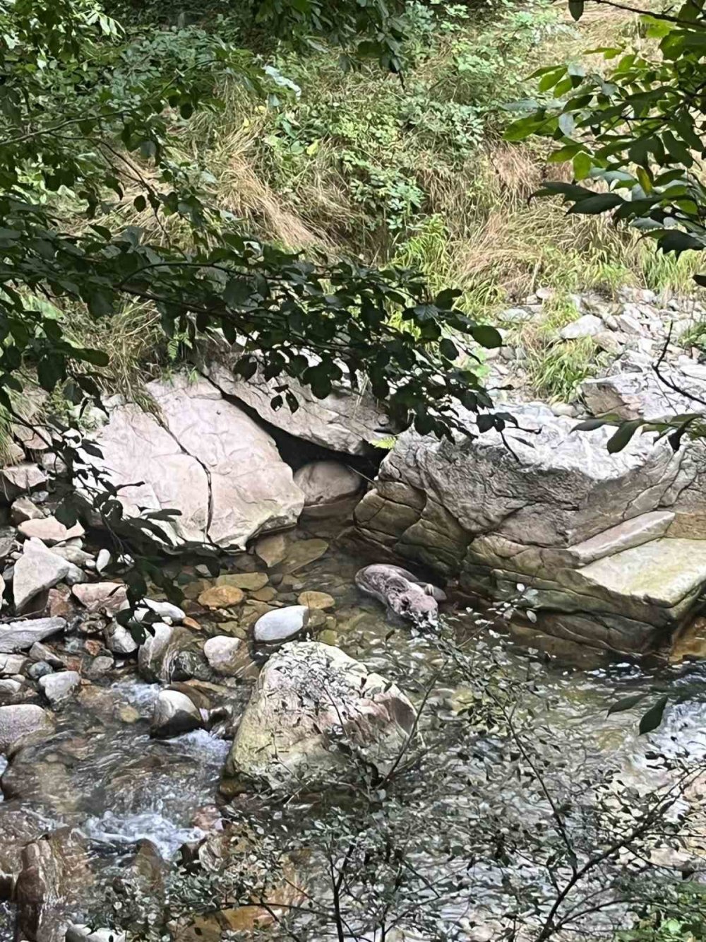 Trabzon Çaykara'da Dere Yatağında Mahsur Kalan Yavru Boz Ayı Vatandaşlar ve Ekiplerin Yardımıyla Kurtarıldı
